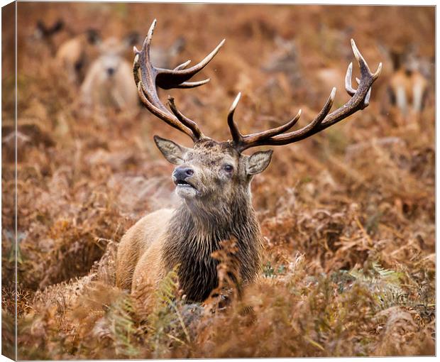 Red deer stag in the bracken Canvas Print by Martin Patten