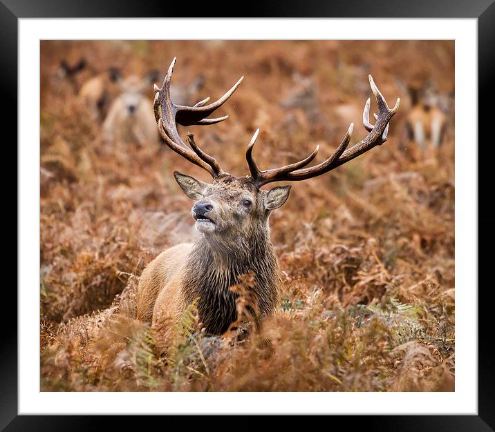 Red deer stag in the bracken Framed Mounted Print by Martin Patten