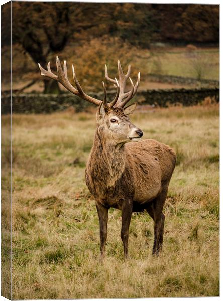Red Deer Stag Canvas Print by Linsey Williams