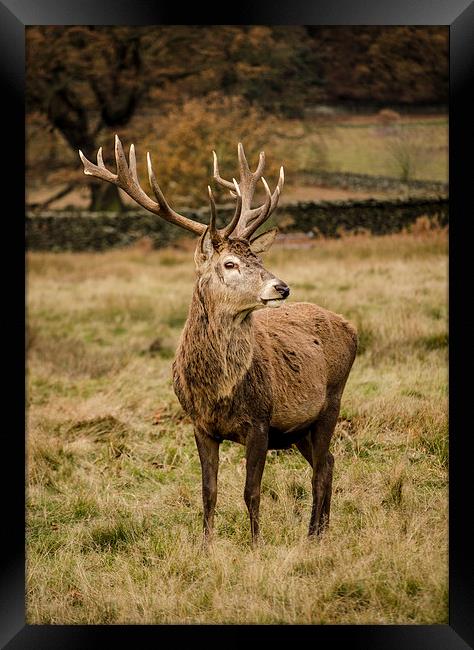 Red Deer Stag Framed Print by Linsey Williams