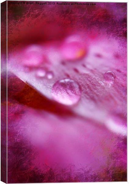 Water Droplets Canvas Print by Brian  Raggatt