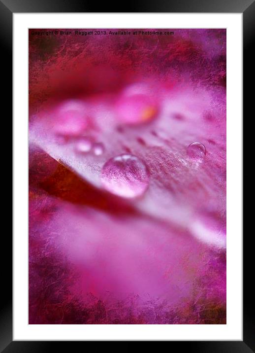 Water Droplets Framed Mounted Print by Brian  Raggatt