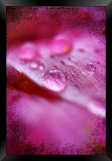 Water Droplets Framed Print by Brian  Raggatt