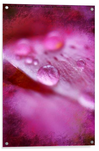 Water Droplets Acrylic by Brian  Raggatt