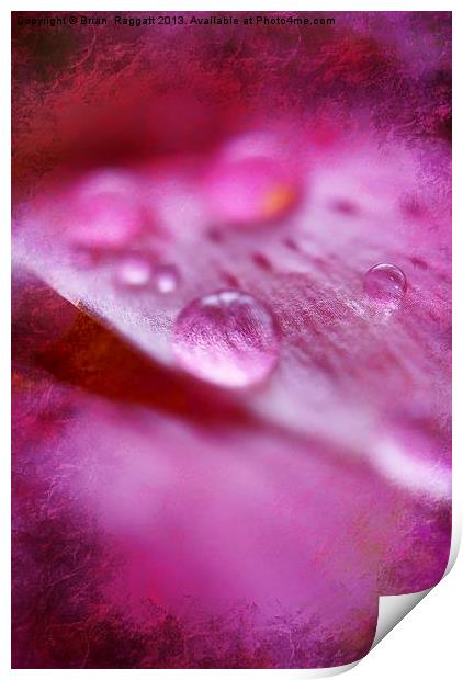 Water Droplets Print by Brian  Raggatt