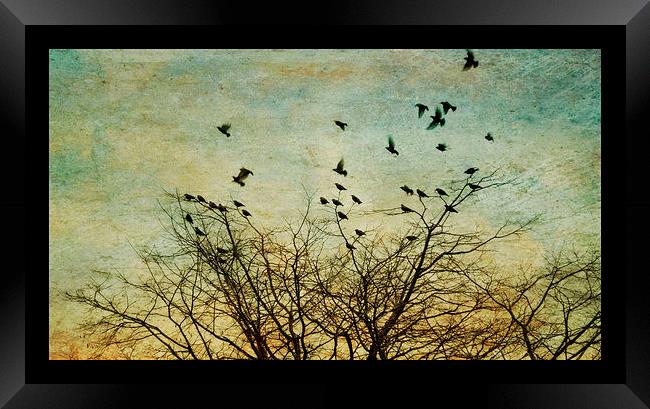 starlings Framed Print by Heather Newton