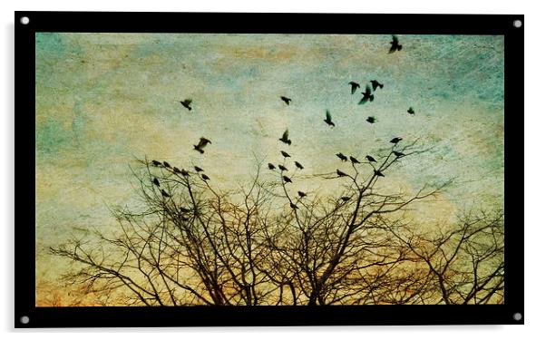 starlings Acrylic by Heather Newton