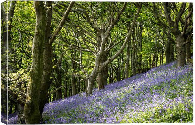 Bluebell Hill Canvas Print by Purple OneTwoEight