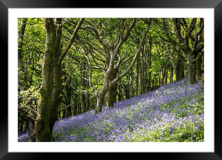 Bluebell Hill Framed Mounted Print by Purple OneTwoEight
