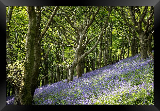 Bluebell Hill Framed Print by Purple OneTwoEight