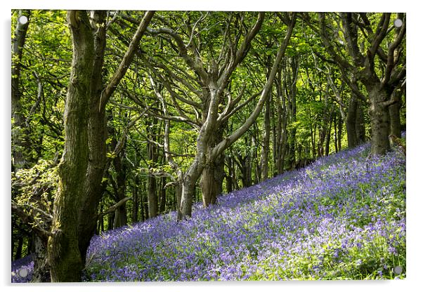 Bluebell Hill Acrylic by Purple OneTwoEight