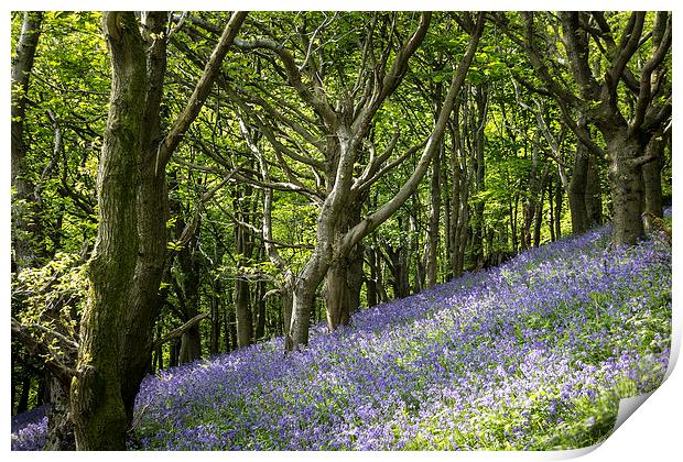 Bluebell Hill Print by Purple OneTwoEight