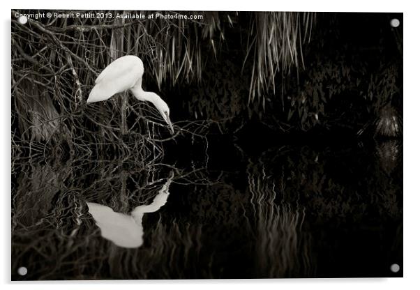 Egret Fishing Acrylic by Robert Pettitt