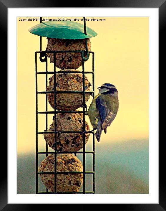 Blue Tit and Fat Balls Framed Mounted Print by Bill Lighterness