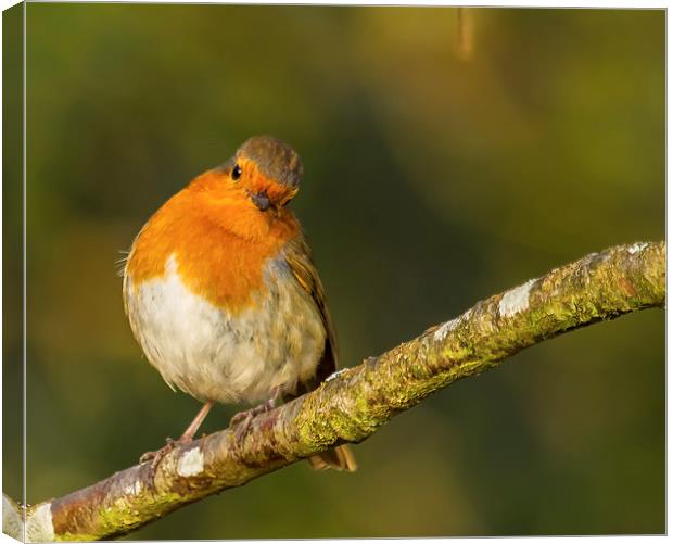 Being observed Canvas Print by John Fletcher