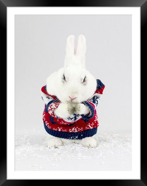 Christmas Bunny Framed Mounted Print by Keith Campbell