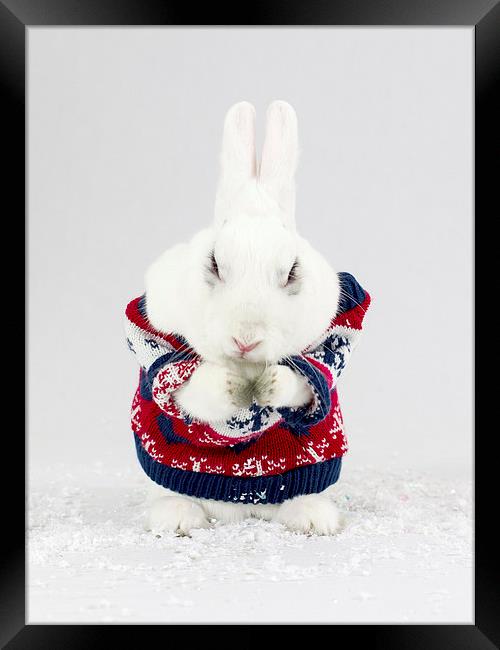 Christmas Bunny Framed Print by Keith Campbell