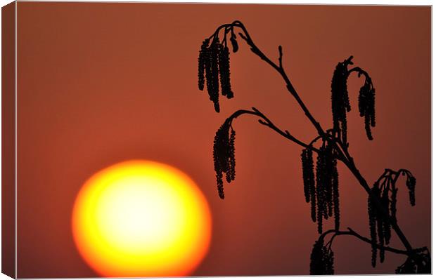 A Catkin Sunset Canvas Print by Mark Kelly