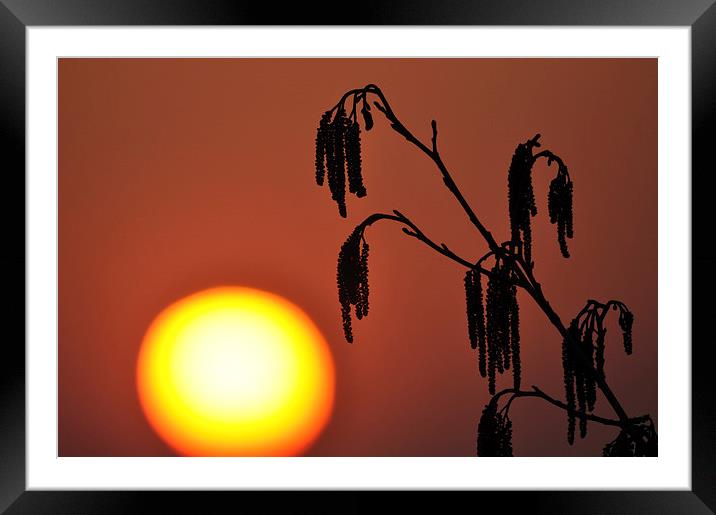 A Catkin Sunset Framed Mounted Print by Mark Kelly