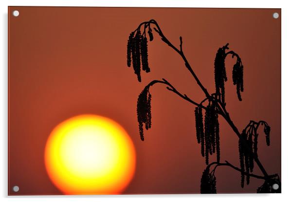 A Catkin Sunset Acrylic by Mark Kelly