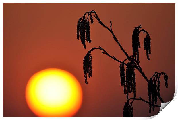 A Catkin Sunset Print by Mark Kelly