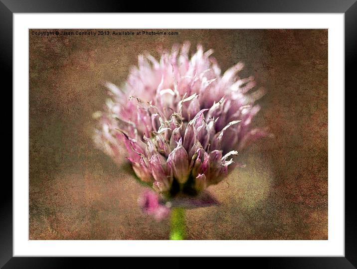 Shallot onion Flower Framed Mounted Print by Jason Connolly
