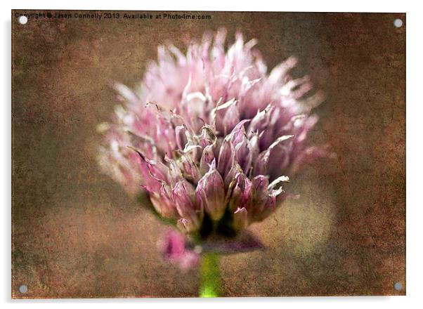 Shallot onion Flower Acrylic by Jason Connolly