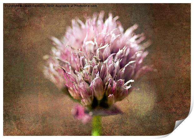 Shallot onion Flower Print by Jason Connolly