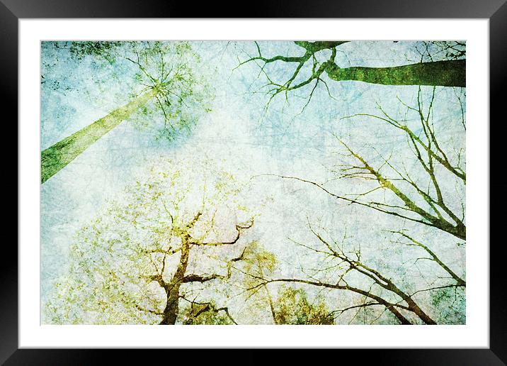 Trees Up High Abstract Photographic Art Framed Mounted Print by Natalie Kinnear
