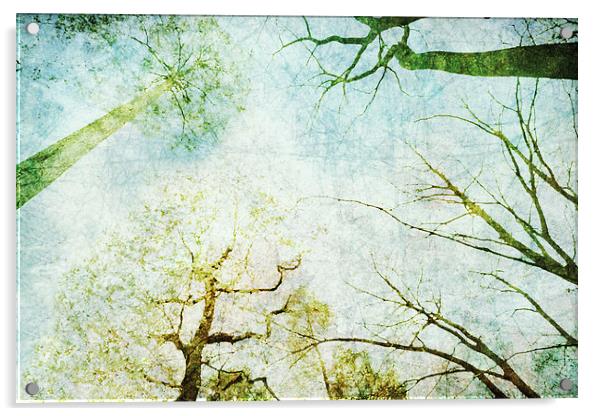 Trees Up High Abstract Photographic Art Acrylic by Natalie Kinnear