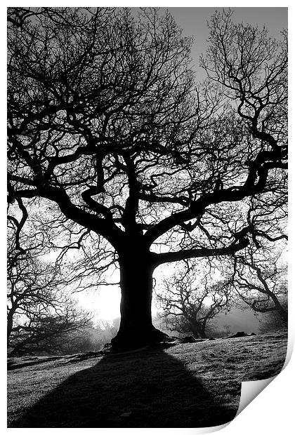 Spooky tree Print by Helen Cooke
