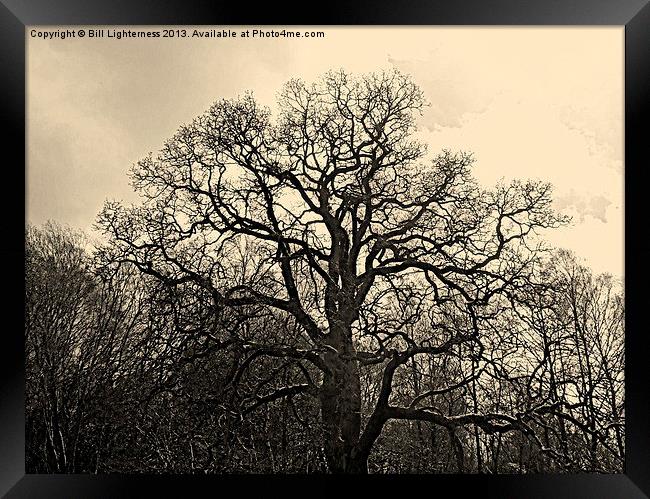 Bare Tree & sky Framed Print by Bill Lighterness