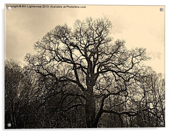 Bare Tree & sky Acrylic by Bill Lighterness