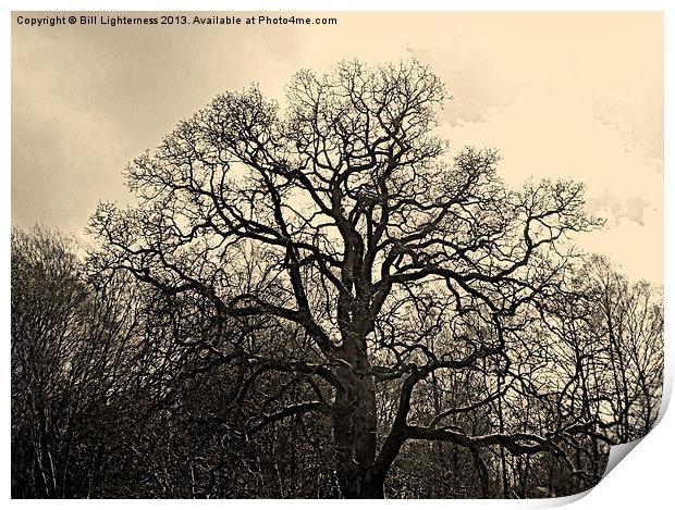 Bare Tree & sky Print by Bill Lighterness