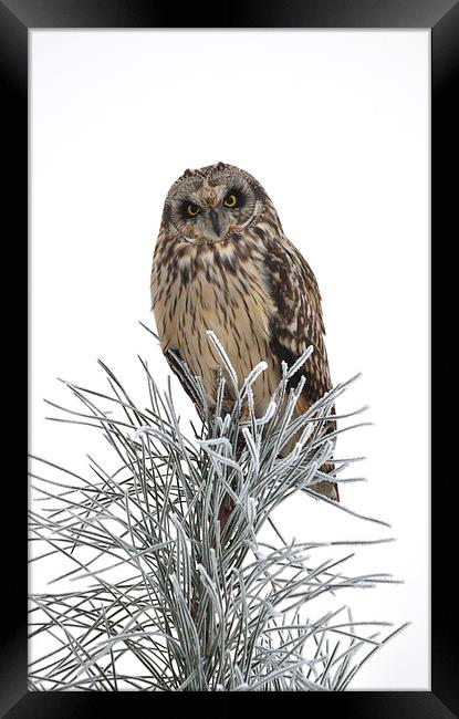Short Eared Owl Framed Print by Mark Kelly