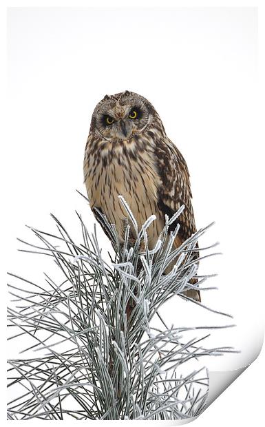 Short Eared Owl Print by Mark Kelly