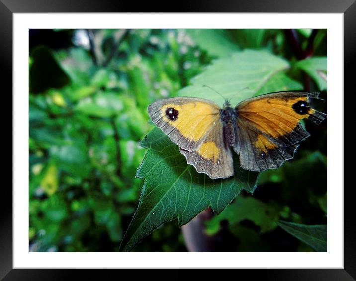 Butterfly Framed Mounted Print by Carmel Fiorentini