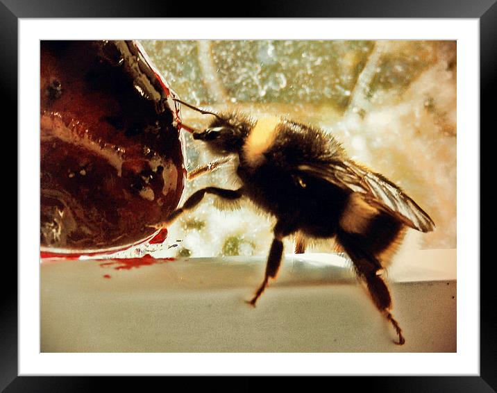 Bee Framed Mounted Print by Carmel Fiorentini