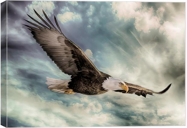 The Flight of an Eagle Canvas Print by Rob Toombs
