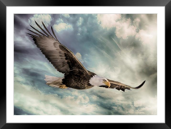 The Flight of an Eagle Framed Mounted Print by Rob Toombs