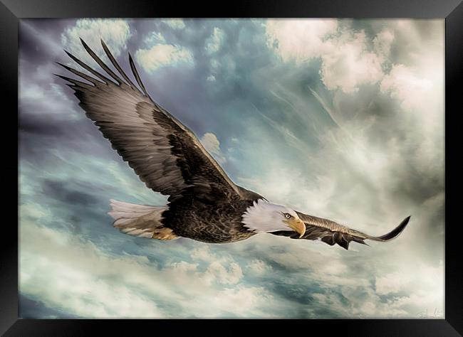 The Flight of an Eagle Framed Print by Rob Toombs