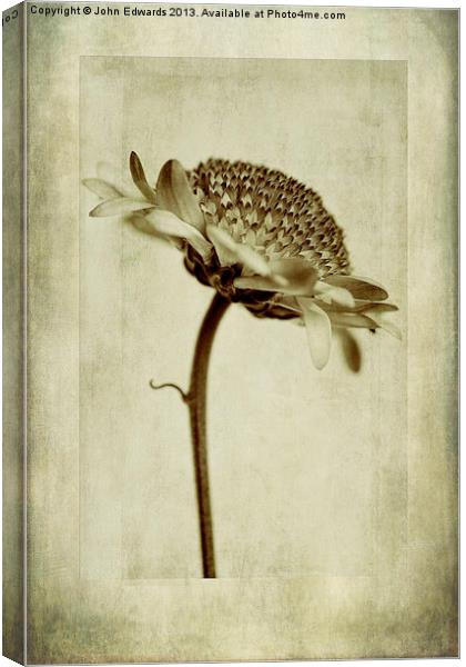 Chrysanthemum in Sepia Canvas Print by John Edwards