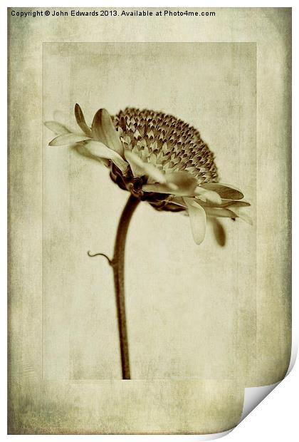 Chrysanthemum in Sepia Print by John Edwards
