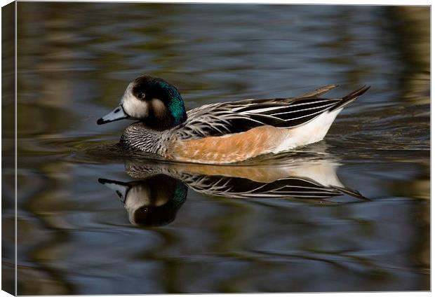 Wigeon on the water Canvas Print by Philip Pound