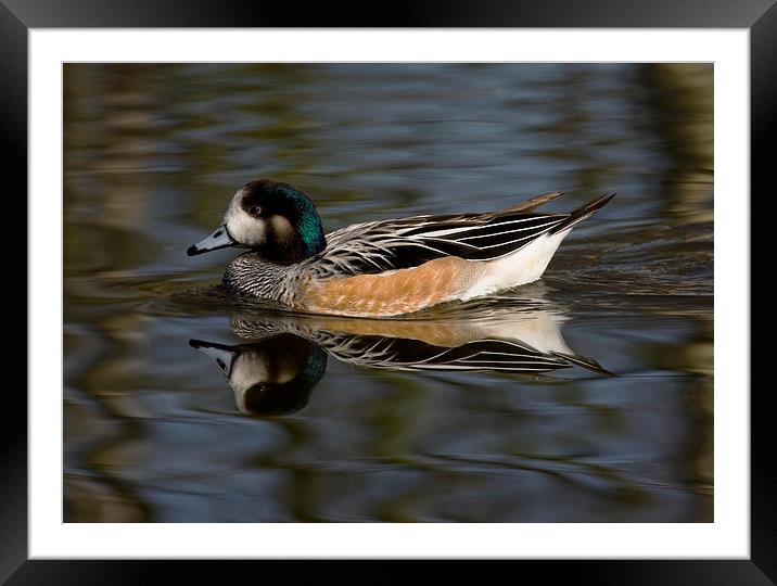 Wigeon on the water Framed Mounted Print by Philip Pound