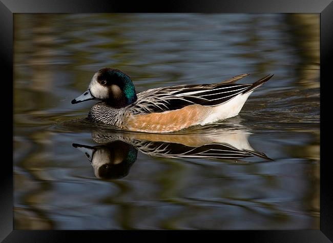 Wigeon on the water Framed Print by Philip Pound