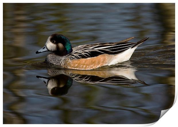 Wigeon on the water Print by Philip Pound