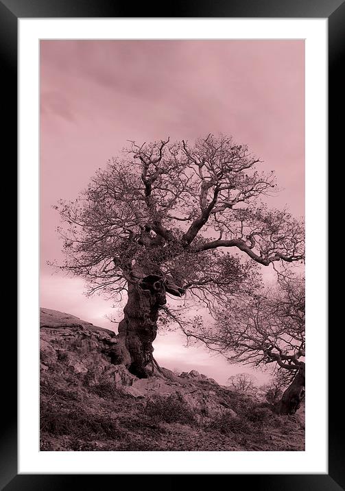Oak On A Slope Framed Mounted Print by Linsey Williams