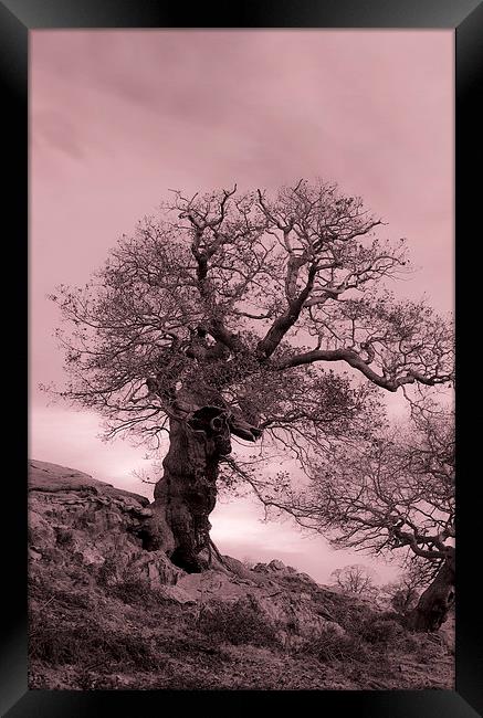 Oak On A Slope Framed Print by Linsey Williams