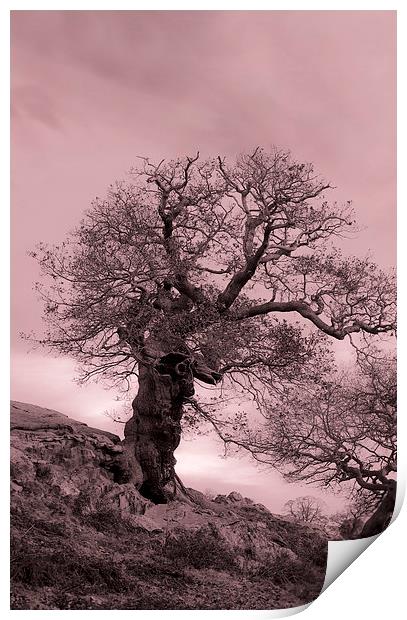 Oak On A Slope Print by Linsey Williams